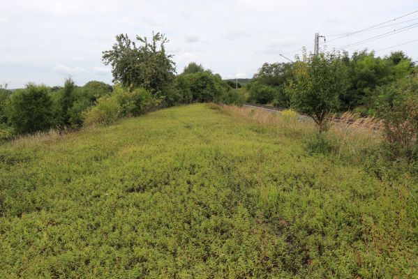 Lovčice, 20.8.2021
Zarůstající louka u železniční trati.
Mots-clés: Lovčice louka u trati Agriotes gallicus