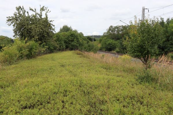 Lovčice, 20.8.2021
Zarůstající louka u železniční trati.
Klíčová slova: Lovčice louka u trati Agriotes gallicus