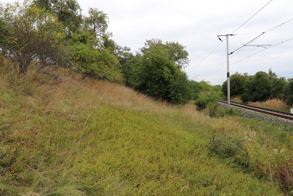 Lovčice, 20.8.2021
Zarůstající louka nad železniční tratí.
Klíčová slova: Lovčice louka nad tratí
