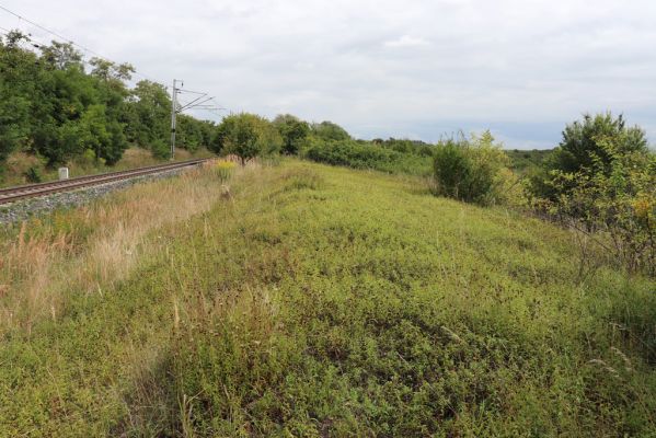 Lovčice, 20.8.2021
Zarůstající louka u železniční trati.
Keywords: Lovčice louka u trati Agriotes gallicus