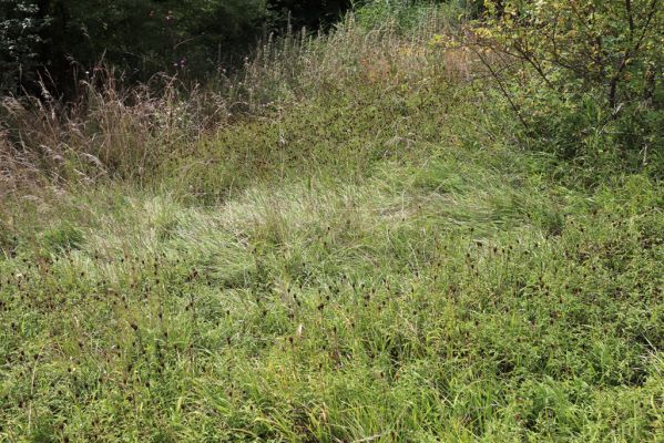 Lovčice, 20.8.2021
Zarůstající louka u železniční trati.
Klíčová slova: Lovčice louka u trati Agriotes gallicus