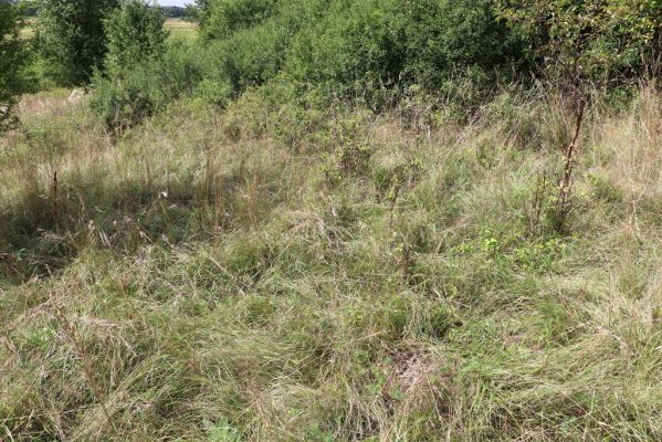 Lovčice, 20.8.2021
Zarůstající louka pod železniční tratí. Biotop kovaříka Agriotes gallicus.
Klíčová slova: Lovčice louka pod tratí Agriotes gallicus