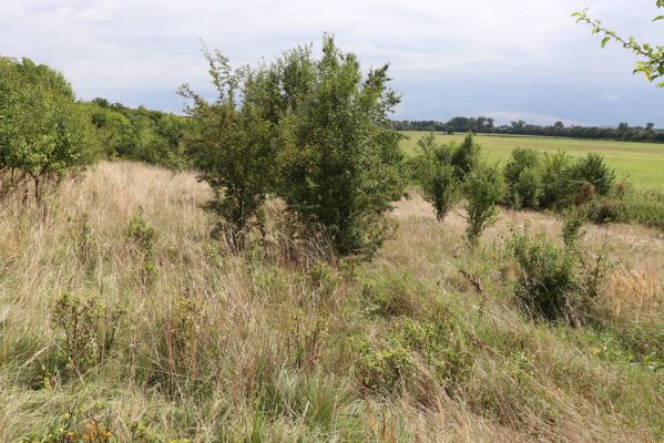 Lovčice, 20.8.2021
Zarůstající louka pod železniční tratí.
Klíčová slova: Lovčice louka pod tratí Agriotes gallicus