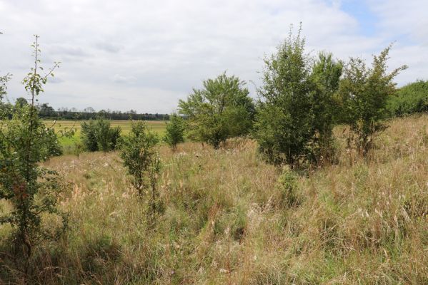 Lovčice, 20.8.2021
Zarůstající louka pod železniční tratí.
Klíčová slova: Lovčice louka pod tratí Agriotes gallicus