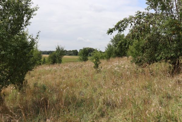 Lovčice, 20.8.2021
Zarůstající louka pod železniční tratí.
Klíčová slova: Lovčice louka pod tratí Agriotes gallicus