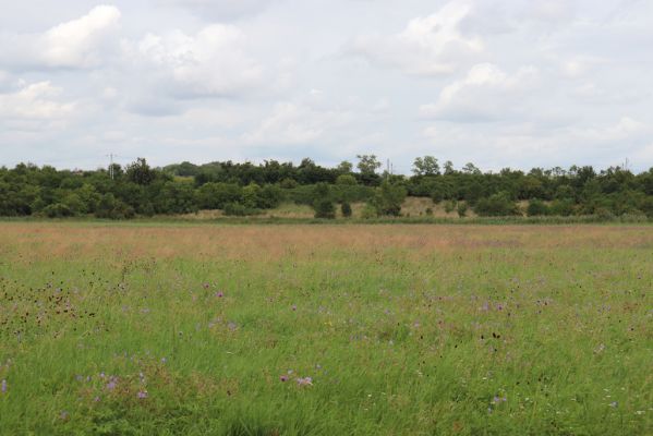 Žiželice, Končice, 20.8.2021
Pohled na zarůstající lovčické louky a sady pod železniční tratí.
Keywords: Žiželice Kunčice Cidlina Lovčice Agriotes gallicus