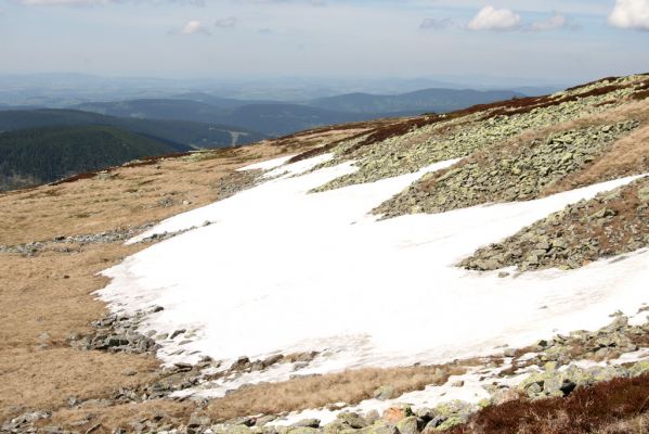 Krkonoše, Luční hora, 21.5.2014
Sněhové pole na jižním svahu Luční hory. Biotop kovaříků Ctenicera cuprea a Hypnoidus consobrinus.
Keywords: Krkonoše Luční hora Ctenicera cuprea Hypnoidus consobrinus