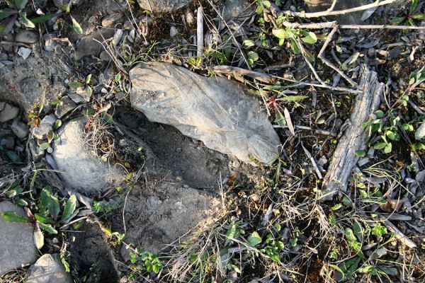 Lug - řeka Už, 1.5.2009
Štěrkový břeh řeky Už pod obcí Lug. Biotop kovaříka Zorochros flavipes.
Mots-clés: Lug Už Zorochros flavipes