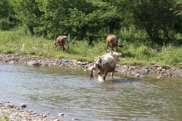 Lug - řeka Už, 23.6.2011
Pastva na březích řeky Už.
Schlüsselwörter: Lug řeka Už Zorochros flavipes dermestoides