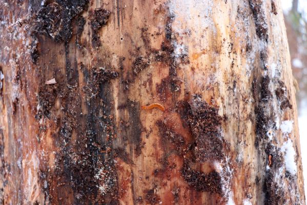 Lukavice, 13.1.2021
Výsonín, Strádovské Peklo. Larva Cucujus cinnaberinus pod kůrou borovice.
Mots-clés: Lukavice Výsonín Strádovské Peklo Cucujus cinnaberinus