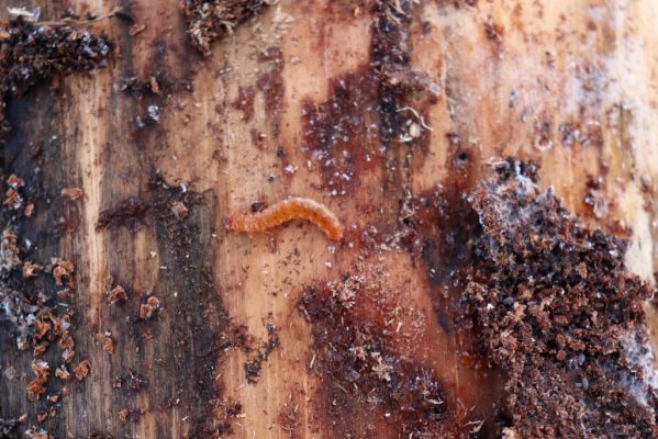 Lukavice, 13.1.2021
Výsonín, Strádovské Peklo. Larva Cucujus cinnaberinus pod kůrou borovice.
Klíčová slova: Lukavice Výsonín Strádovské Peklo Cucujus cinnaberinus