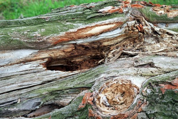 Lukavice, 23.4.2005
Trouchnivé dřevo v okolí dutiny na kmenu pokáceného topolu u břehu Moravy - biotop kovaříků Brachygonus megerlei a Ampedus nigroflavus.
Klíčová slova: Lukavice Brachygonus megerlei Ampedus nigroflavus