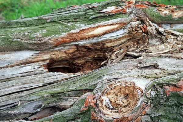 Lukavice, 23.4.2005
Trouchnivé dřevo v okolí dutiny na kmenu pokáceného topolu u břehu Moravy - biotop kovaříků Brachygonus megerlei a Ampedus nigroflavus.
Mots-clés: Lukavice Brachygonus megerlei Ampedus nigroflavus