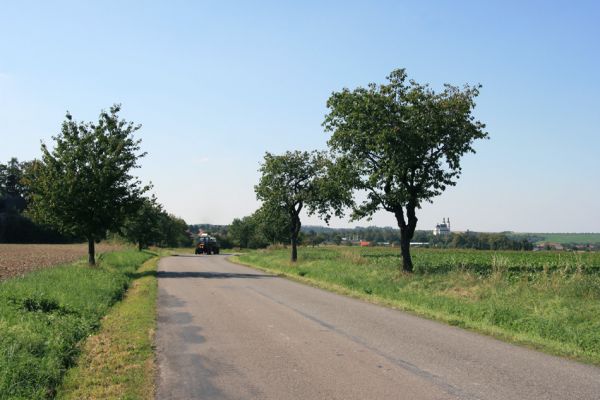 Luže, 9.9.2009
Třešňová alej u Paletínské kaple.
Klíčová slova: Luže Anthaxia candens