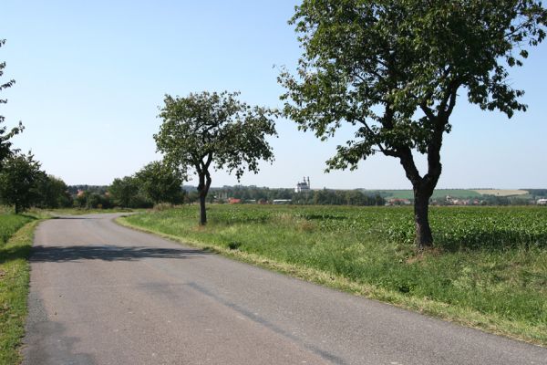 Luže, 9.9.2009
Třešňová alej u Paletínské kaple.
Klíčová slova: Luže Anthaxia candens