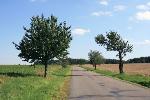 Luže, 9.9.2009
Třešňová alej od hřbitova v Luži k Paletínské kapli.
Klíčová slova: Luže Anthaxia candens