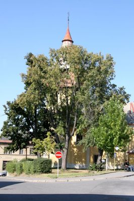 Luže, 9.9.2009
Osluněný lipový kmen u kostela.
Schlüsselwörter: Luže Lamprodila rutilans