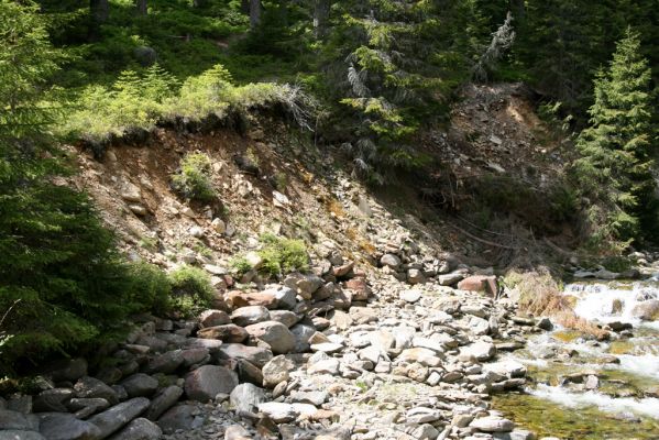 Horní Malá Úpa, 21.5.2012
Lví důl. Sutý břeh Jeleního potoka.
Klíčová slova: Krkonoše Horní Malá Úpa Jelení potok Lví důl Pheletes aeneoniger