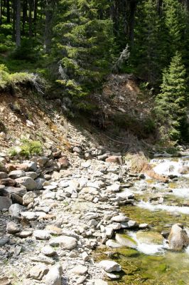 Horní Malá Úpa, 21.5.2012
Lví důl. Sutý břeh Jeleního potoka.
Klíčová slova: Krkonoše Horní Malá Úpa Jelení potok Lví důl Pheletes aeneoniger