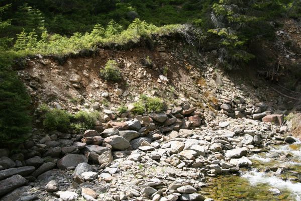 Horní Malá Úpa, 21.5.2012
Lví důl. Sutý břeh Jeleního potoka.
Klíčová slova: Krkonoše Horní Malá Úpa Jelení potok Lví důl Pheletes aeneoniger