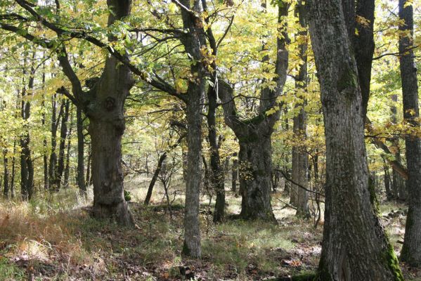 Luboreč, 12.10.2013
Les na hřbetu západně od vrcholu Lysce.



Schlüsselwörter: Krupinská planina Ostrožky Lysec