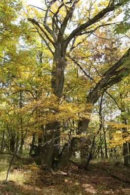 Luboreč, 12.10.2013
Les na hřbetu západně od vrcholu Lysce.



Klíčová slova: Krupinská planina Ostrožky Lysec