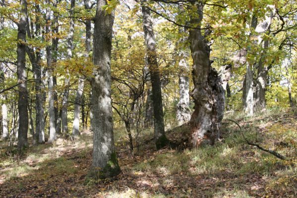 Luboreč, 12.10.2013
Vrchol Lysce.



Schlüsselwörter: Krupinská planina Ostrožky Lysec