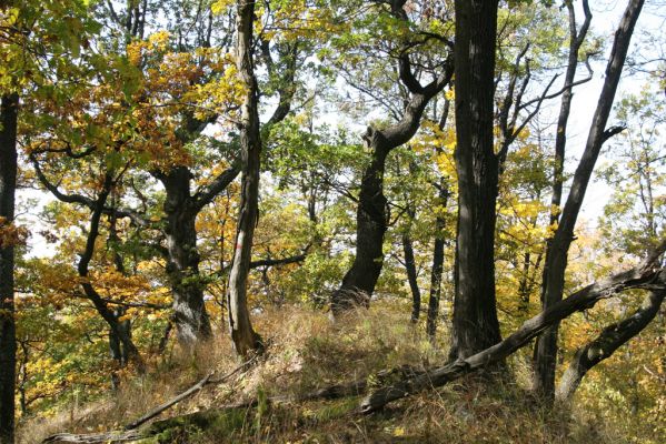 Luboreč, 12.10.2013
Vrchol Lysce.



Klíčová slova: Krupinská planina Ostrožky Lysec