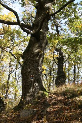 Luboreč, 12.10.2013
Vrchol Lysce.
 


Mots-clés: Krupinská planina Ostrožky Lysec