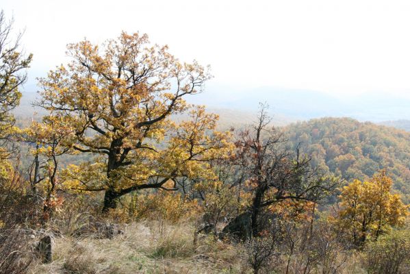 Luboreč, 12.10.2013
Lesostep na jižním svahu pod vrcholem Lysce.
 


Schlüsselwörter: Krupinská planina Ostrožky Lysec Cardiophorus anticus erichsoni