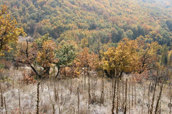 Luboreč, 12.10.2013
Lesostep na jižním svahu pod vrcholem Lysce.



Schlüsselwörter: Krupinská planina Ostrožky Lysec Cardiophorus anticus erichsoni