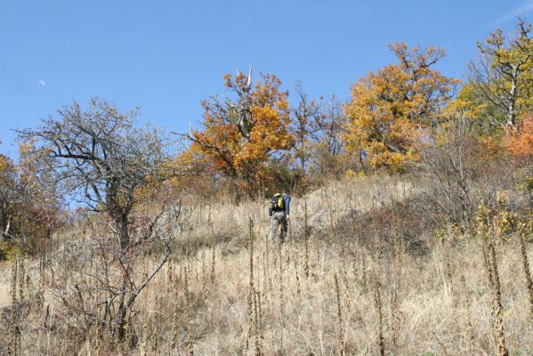 Luboreč, 12.10.2013
Lesostep na jižním svahu pod vrcholem Lysce.


Klíčová slova: Krupinská planina Ostrožky Lysec Cardiophorus anticus erichsoni Brůha