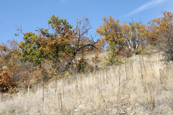 Luboreč, 12.10.2013
Lesostep na jižním svahu pod vrcholem Lysce.



Klíčová slova: Krupinská planina Ostrožky Lysec Cardiophorus anticus erichsoni