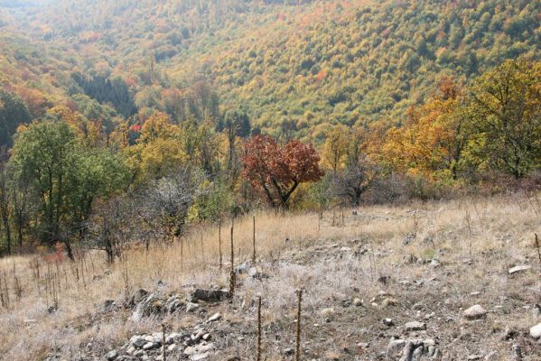 Luboreč, 12.10.2013
Lesostep na jižním svahu pod vrcholem Lysce.



Schlüsselwörter: Krupinská planina Ostrožky Lysec Cardiophorus anticus erichsoni