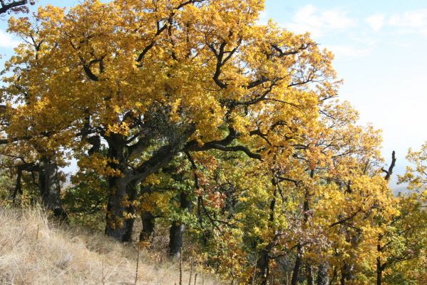 Luboreč, 12.10.2013
Lesostep na jižním svahu pod vrcholem Lysce.
 


Schlüsselwörter: Krupinská planina Ostrožky Lysec