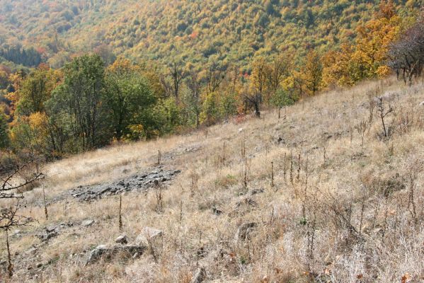 Luboreč, 12.10.2013
Lesostep na jižním svahu pod vrcholem Lysce.
  

Mots-clés: Krupinská planina Ostrožky Lysec