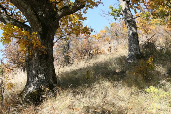 Luboreč, 12.10.2013
Lesostep na jižním svahu pod vrcholem Lysce.
 


Klíčová slova: Krupinská planina Ostrožky Lysec