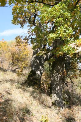 Luboreč, 12.10.2013
Lesostep na jižním svahu pod vrcholem Lysce.



Klíčová slova: Krupinská planina Ostrožky Lysec