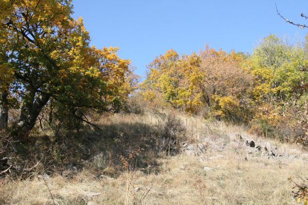 Luboreč, 12.10.2013
Lesostep na jižním svahu pod vrcholem Lysce.
 


Klíčová slova: Krupinská planina Ostrožky Lysec