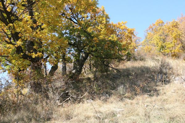 Luboreč, 12.10.2013
Lesostep na jižním svahu pod vrcholem Lysce.
 


Schlüsselwörter: Krupinská planina Ostrožky Lysec