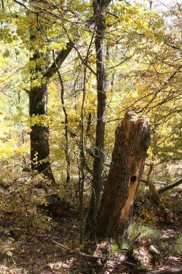 Luboreč, 12.10.2013
Les na jižním svahu pod vrcholem Lysce.



Schlüsselwörter: Krupinská planina Ostrožky Lysec