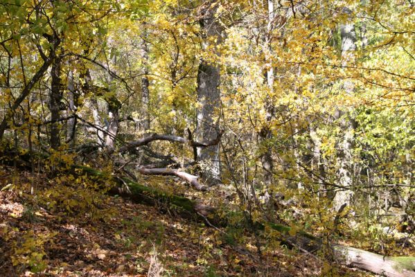 Luboreč, 12.10.2013
Les na jižním svahu pod vrcholem Lysce.



Klíčová slova: Krupinská planina Ostrožky Lysec Ampedus praeustus nigerrimus