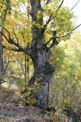 Luboreč, 12.10.2013
Dub na jižním svahu pod vrcholem Lysce.



Klíčová slova: Krupinská planina Ostrožky Lysec