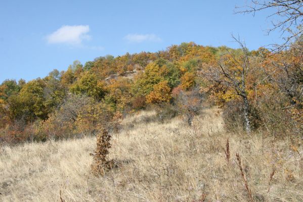 Luboreč, 12.10.2013
Lesostep na jižním svahu pod vrcholem Lysce.



Mots-clés: Krupinská planina Ostrožky Lysec Cardiophorus anticus erichsoni