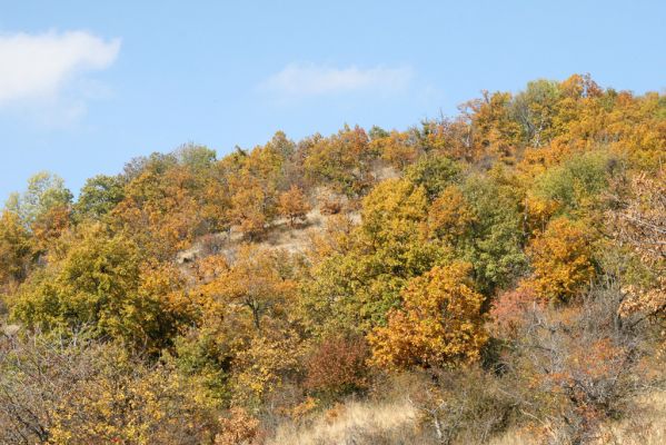 Luboreč, 12.10.2013
Lesostep na jižním svahu pod vrcholem Lysce.



Klíčová slova: Krupinská planina Ostrožky Lysec Cardiophorus anticus erichsoni