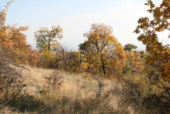 Luboreč, 12.10.2013
Lesostep na jižním svahu pod vrcholem Lysce.



Klíčová slova: Krupinská planina Ostrožky Lysec