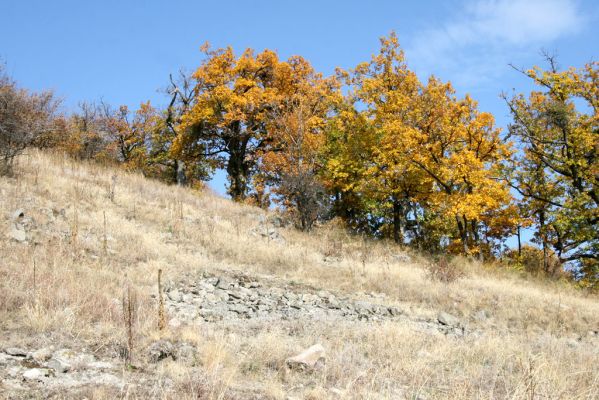 Luboreč, 12.10.2013
Lesostep na jižním svahu pod vrcholem Lysce.



Schlüsselwörter: Krupinská planina Ostrožky Lysec