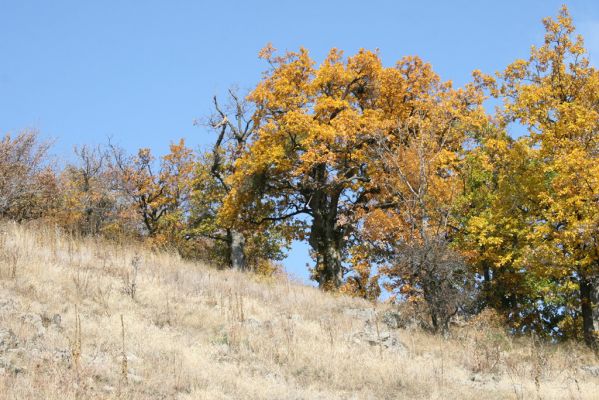 Luboreč, 12.10.2013
Lesostep na jižním svahu pod vrcholem Lysce.
 


Klíčová slova: Krupinská planina Ostrožky Lysec