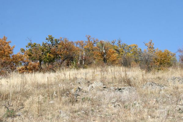 Luboreč, 12.10.2013
Lesostep na jižním svahu pod vrcholem Lysce.



Klíčová slova: Krupinská planina Ostrožky Lysec Cardiophorus anticus erichsoni