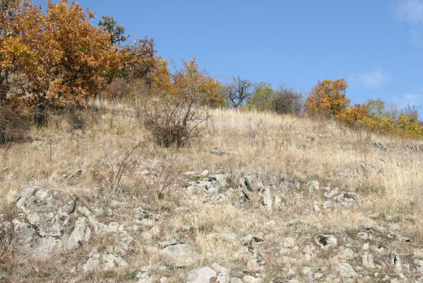 Luboreč, 12.10.2013
Lesostep na jižním svahu pod vrcholem Lysce.
 


Mots-clés: Krupinská planina Ostrožky Lysec Cardiophorus anticus erichsoni